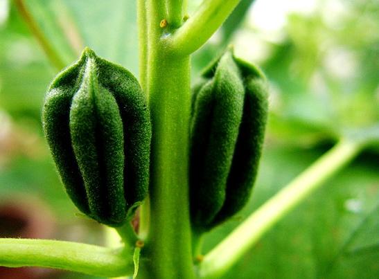 芝麻生產機械化程度偏低 m.xzcq.com.cn